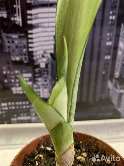 Сансивиерия муншайн