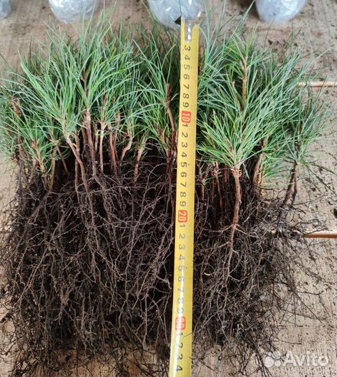 Ель голубая саженцы / опт