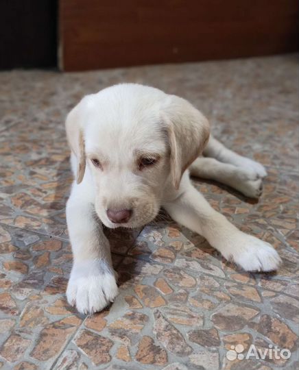 Лабрадор щенок мальчик