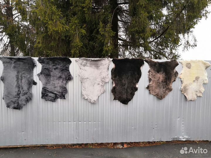 Шкурки (шкуры ) овчины