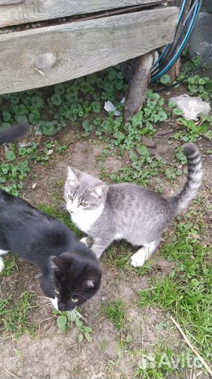 Кошки-крысоловки