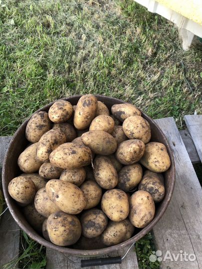 Продам картофель