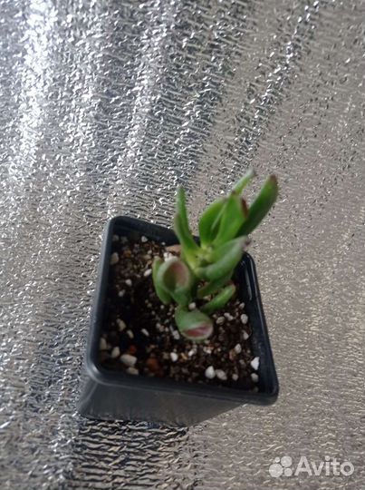 Суккуленты