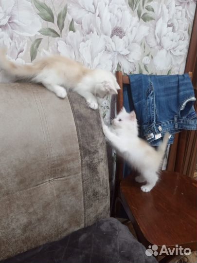 Кот(кошка) в добрые руки бесплатно