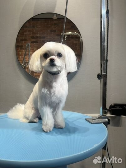 Обучение грумингу