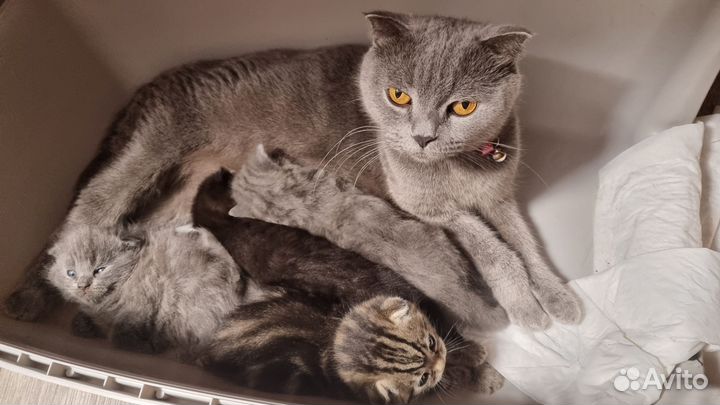 Британские котята