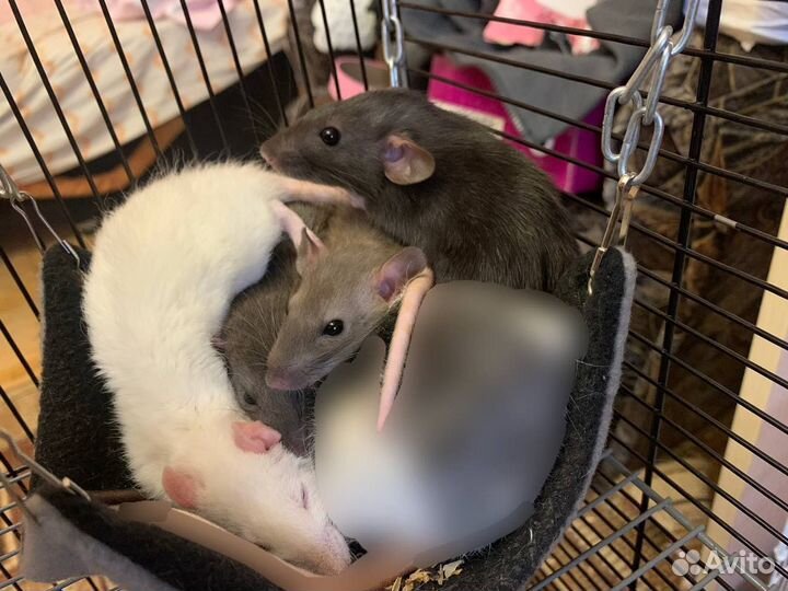 Крысы дамбо