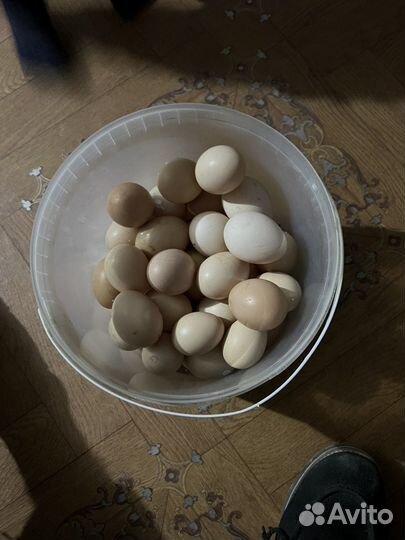 Бойцовые петухи