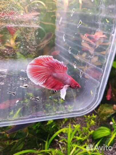 Рыбка петушок дамбо