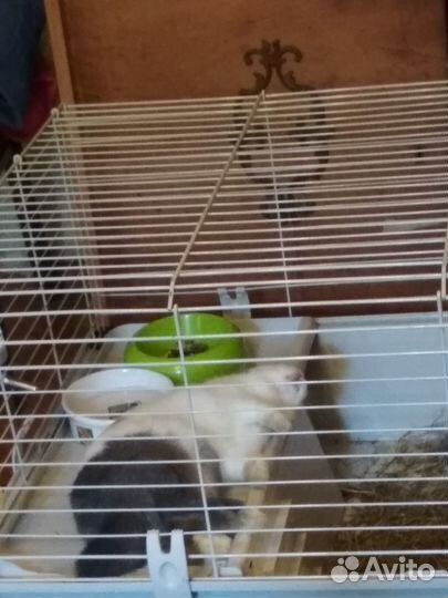 Клетка для кролика большая