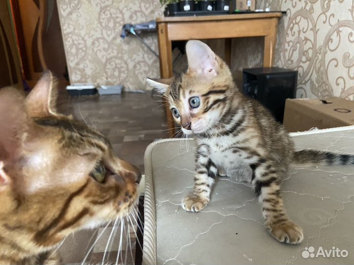 Бенгальские котики