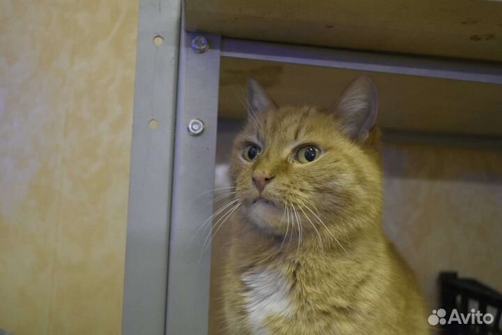 Ищем дом для кошки