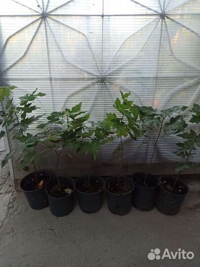 Клён серебристый саженцы