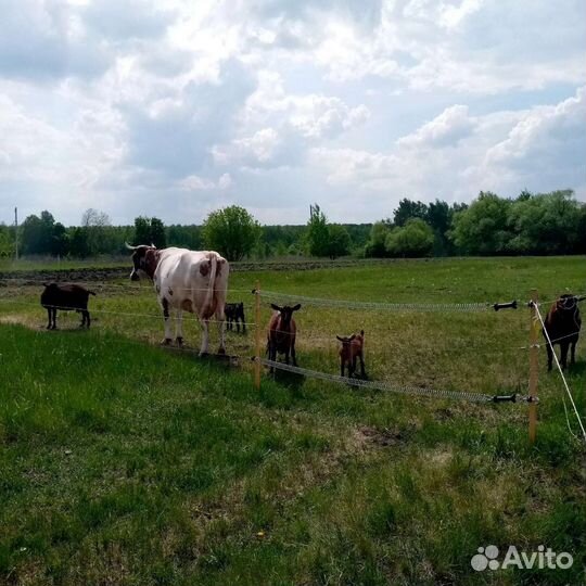 Коровы, козы