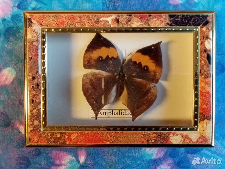 Бабочка в рамке и пазл парусник