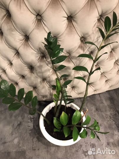 Замиокулькас