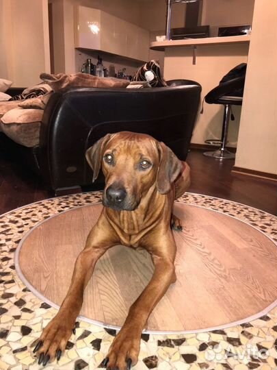 Кабель родезийского риджбека для вязки