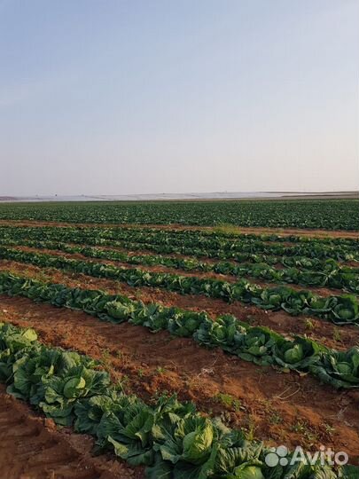 Капуста оптом