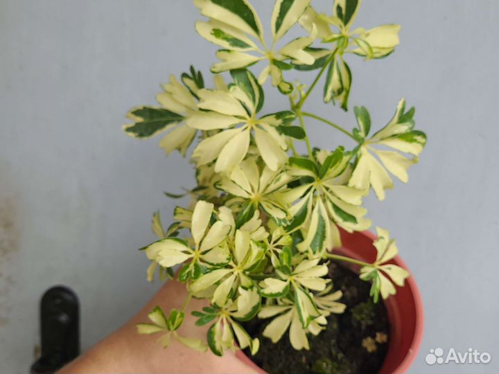 Шефлера пестролистная