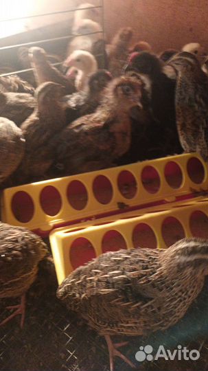 Перепела несушки. Петушки. Оптом