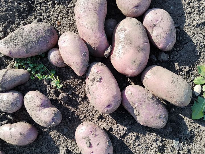 Фиолетовая