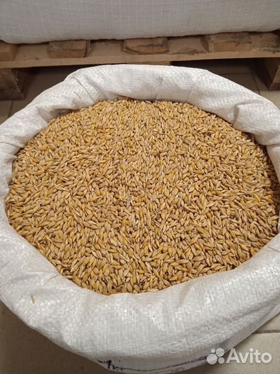 Пшеница,ячмень,овёс в мешках