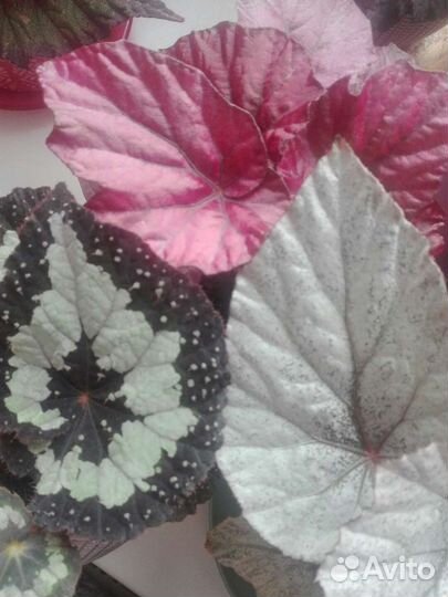 Королевская бегония Gryphon и другие