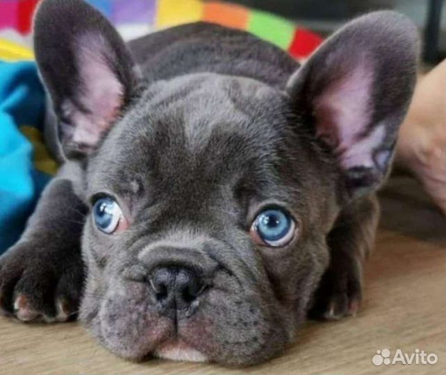 Французский бульдог мини
