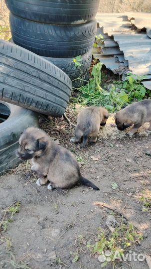 Щенки, в хорошие руки