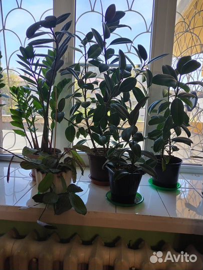 Комнатные цветы