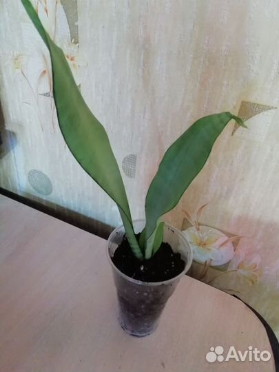 Сансевиерия муншайн