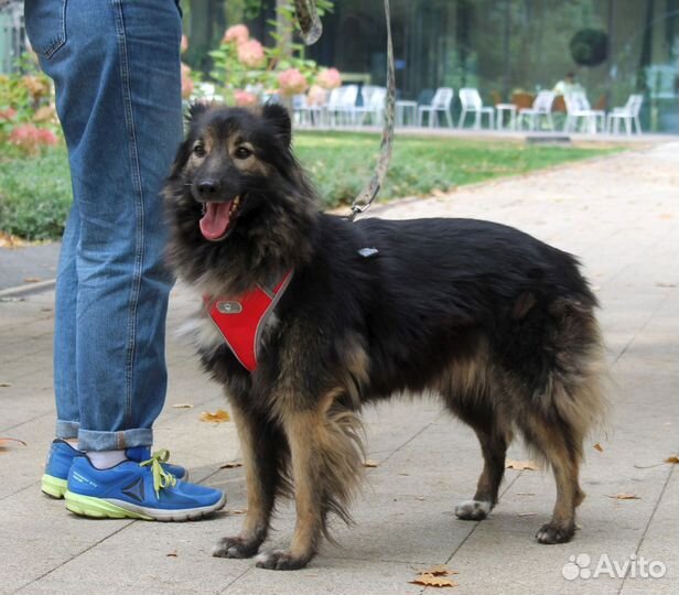 Красавчик Шмель