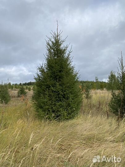 Ель сосна береза липа клен саженцы крупномер зкс