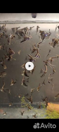 Рыбки скалярии вуалевые