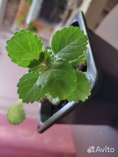 Комнатные цветы