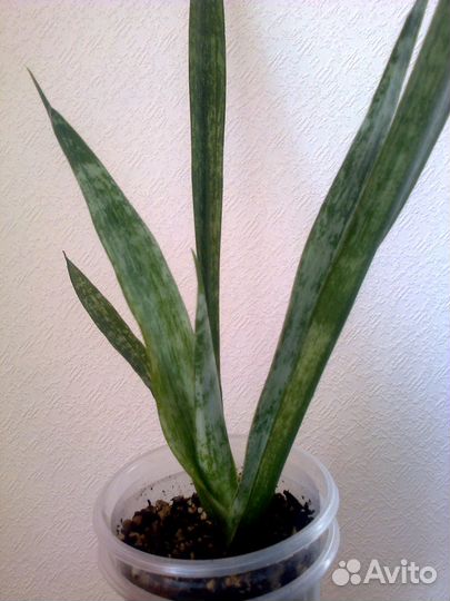 Сансевиерия Грин Рейн с деткой