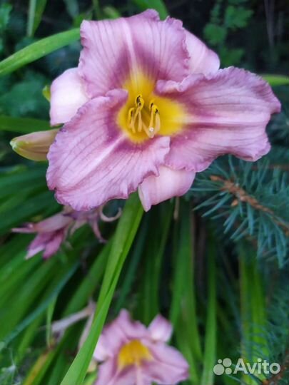 Лилейники сортовые