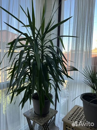 Комнатные цветы юкка