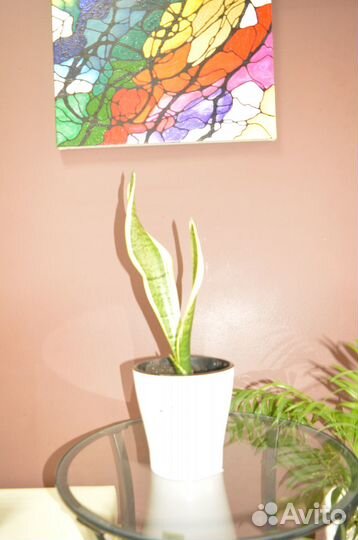 Комнатные цветы Сансивиерия