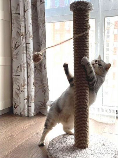 Когтеточка для кошек