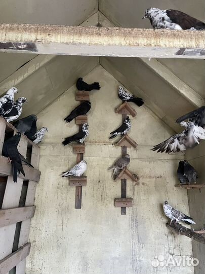 Продаю голубей