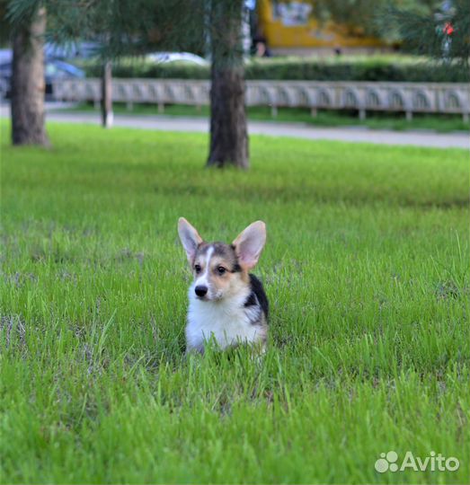 Девочка корги пемброк