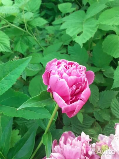 Пионы разного цвета