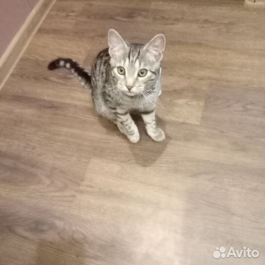 Апрельский красавчик,загулял,ищем кошечку,случка
