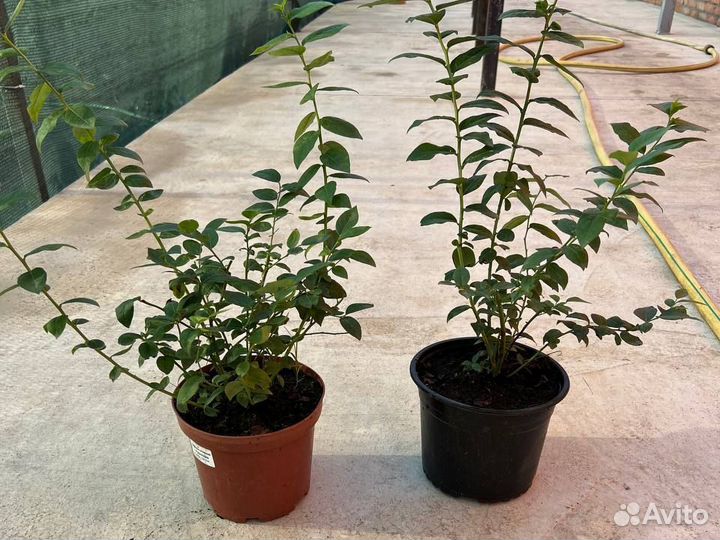 Саженцы голубики 2 лет