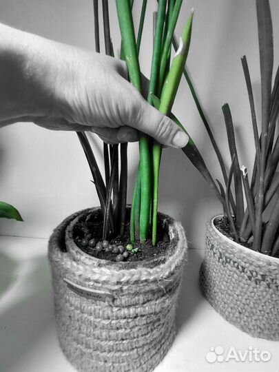 Сансевиерия