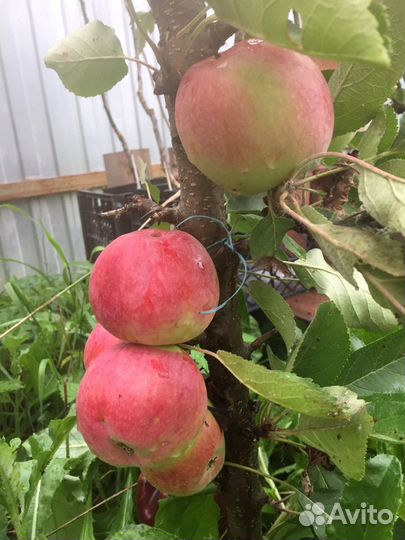 Яблони абрикос персик