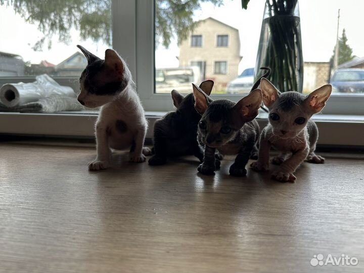 Донской сфинкс котята