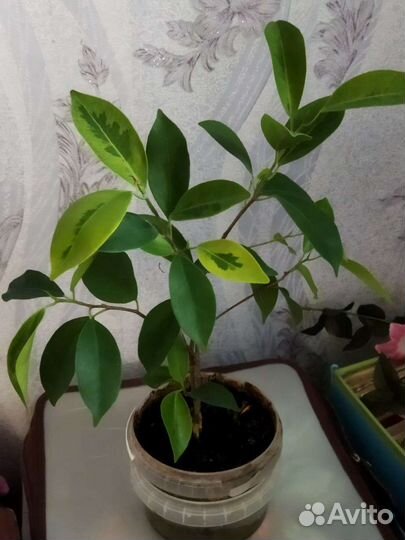 Фикус ретуза