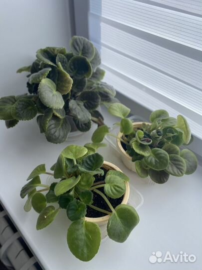 Распродаю растения разные